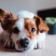 Close up of a dog with one ear up appearing to be listening